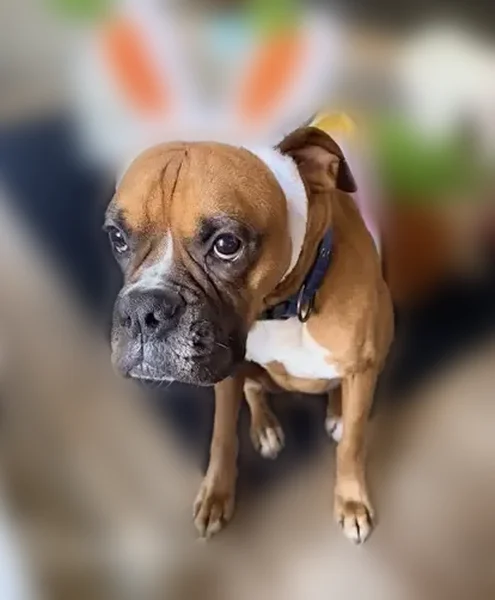 Lost dog, Indiantown Road, Locust Grove, Pittsburgh - mahogany male boxer - photo