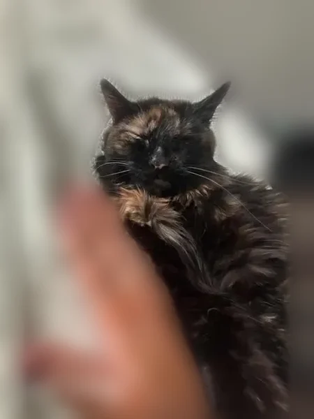 Lost female cat, Lochmar Trail, 3940, Cumming - black and brown fluffy - photo