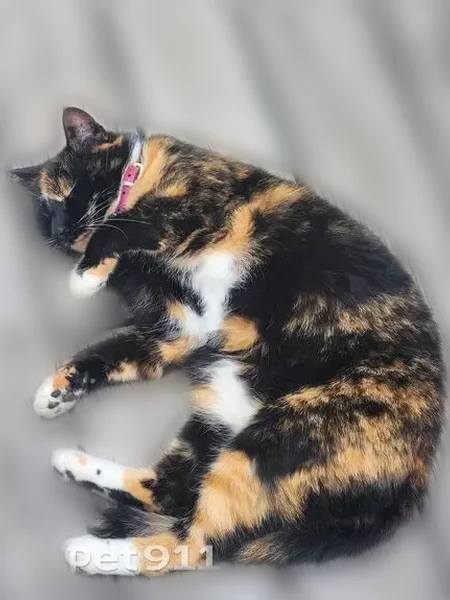 Lost cat, Tennessee 153, 5701, Chattanooga - calico with pink collar - photo
