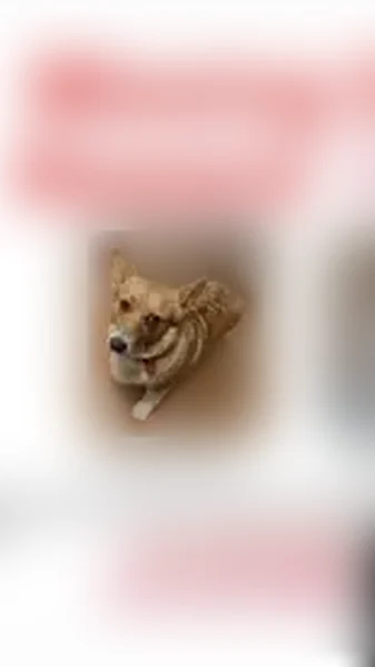 Missing dog Female, Dallas (usl536138) - photo