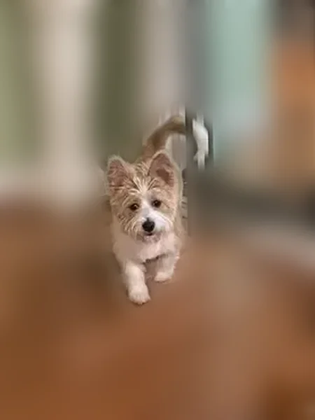 Lost dog, South Vernon Avenue, Dallas - male - photo