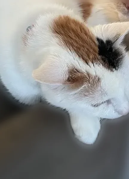 Lost cat, Stable Drive, Opelousas - female calico, needs medication - photo