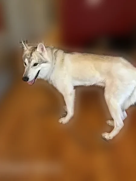 Lost dog, Primrose Lane, Flippin - very scared - photo
