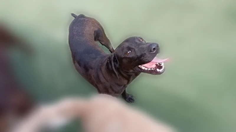 Lost dog, Freshwater Creek Road, Mineral - dark brown coat, purple collar - photo