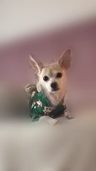 Lost dog, Evans Brook Lane, Houston - male chihuahua - photo