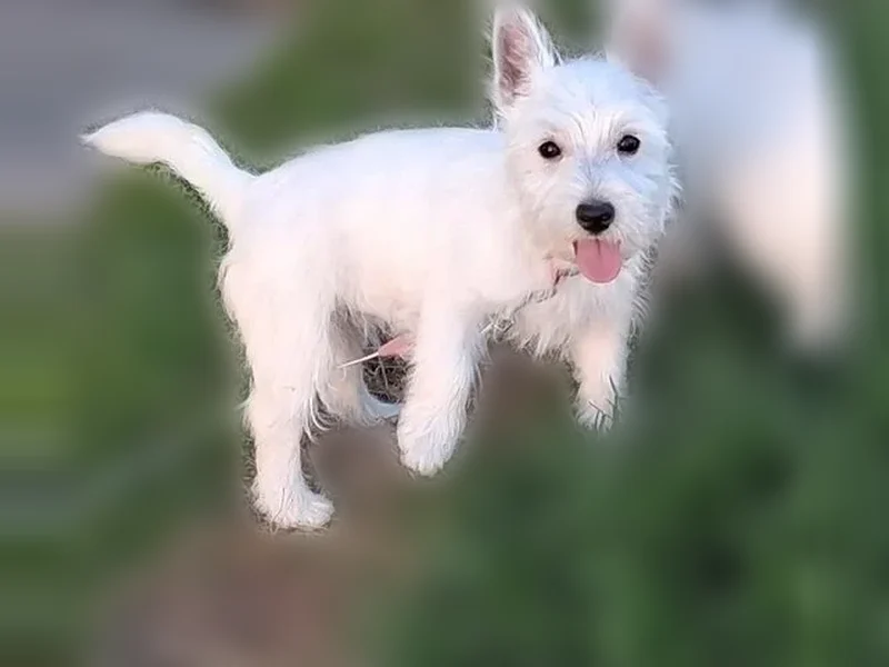 Missing dog Female, Ina (usl536150) - photo