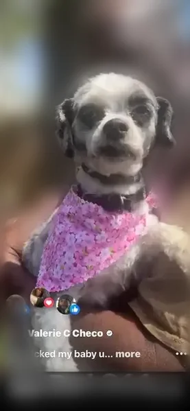 Lost dog, Harker Avenue, 76, Waterbury - female Shih Tzu mix - photo