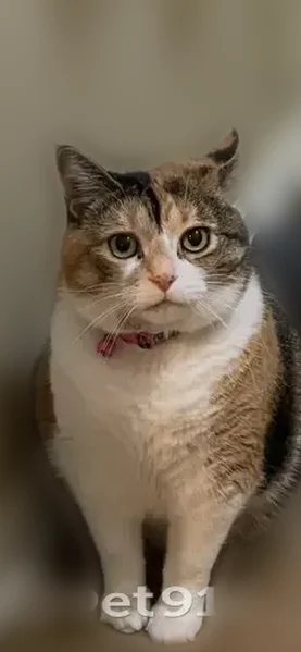 Lost cat, Grandville, Michigan - female with pink collar - photo