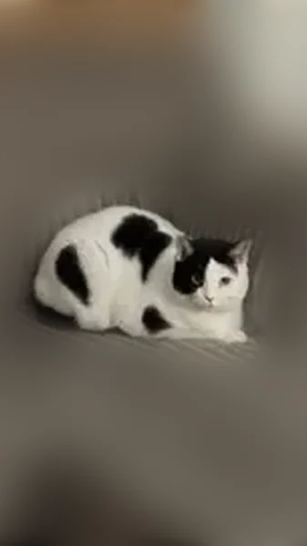 Lost cat, Bost Nursery Road, Maiden - distinctive black patch over right eye - photo