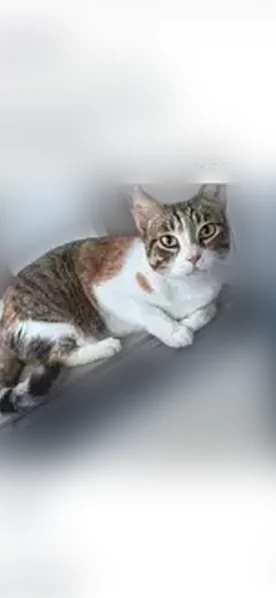 Missing cat Female, Waipahu (usl536161) - photo
