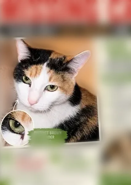 Lost cat, Redondo Lane, Orland Park, Chicago - sweet calico - photo