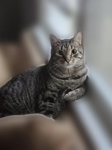 Lost cat, 1st Leaf, 207, Peachtree City, Atlanta - brown tabby, 15lb - photo