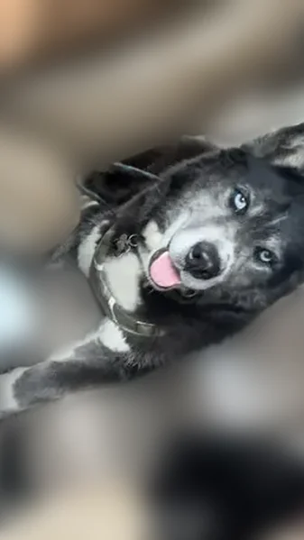 Lost dog, Kushequa Avenue, Kane - male Siberian husky - photo