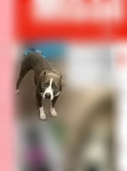 Lost dog, Aquarena Springs Drive, 1640, San Marcos - silver/grey medium-sized pitbull - photo