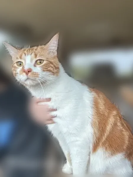 Lost cat, 48th Avenue, Allendale - male orange tabby - photo