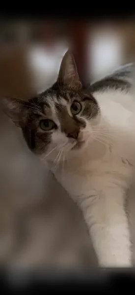 Found male cat, Degraw Street, Brooklyn - friendly and vocal - photo