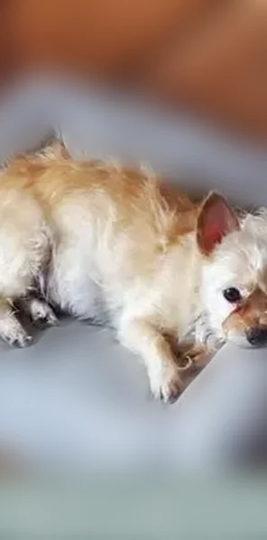 Lost dog, King Arthur Court, Dunedin - female, light tan color - photo
