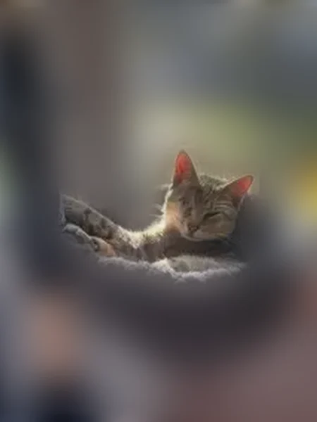 Lost male cat, Ferndale Circle, Petersburg - photo