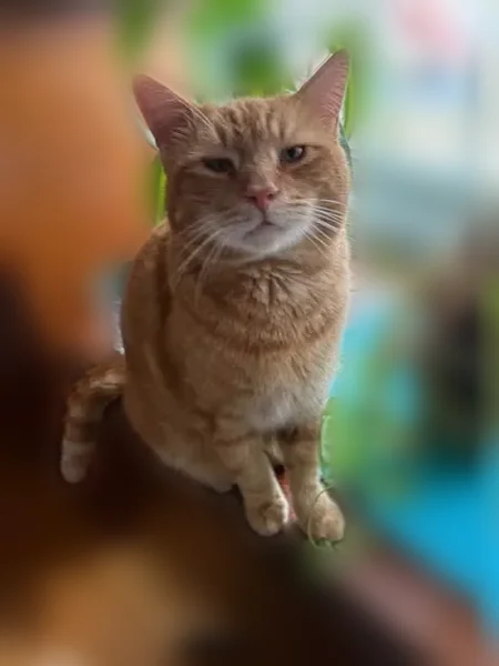 Lost cat, Ferndale Circle, Petersburg - orange and sweet - photo