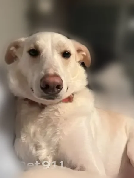 Lost dog, Cross Street, 404, Norwell, Boston - lab mix with tan spots - photo