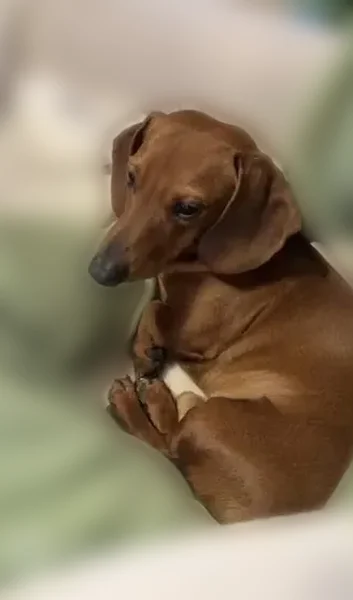 Lost male dog, Melview Road, Quincy - dark brown dachshund - photo