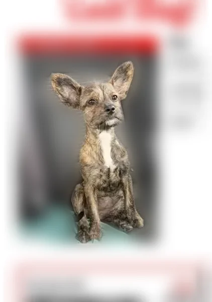 Lost female dog, Dean Martin Drive, Enterprise, Las Vegas - Frenchie terrier mix - photo