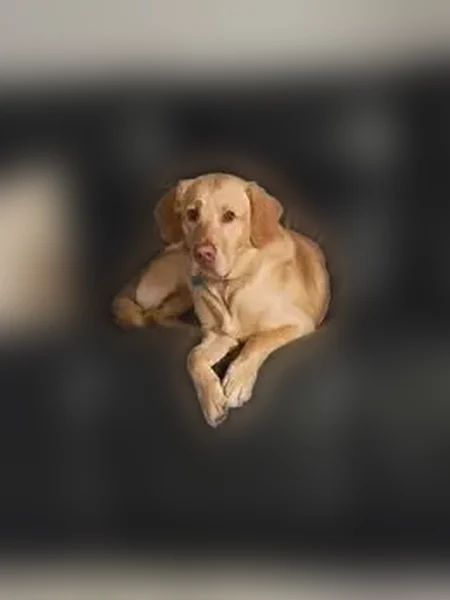 Lost dog, Cadillac, Michigan - male with teal colored collar - photo