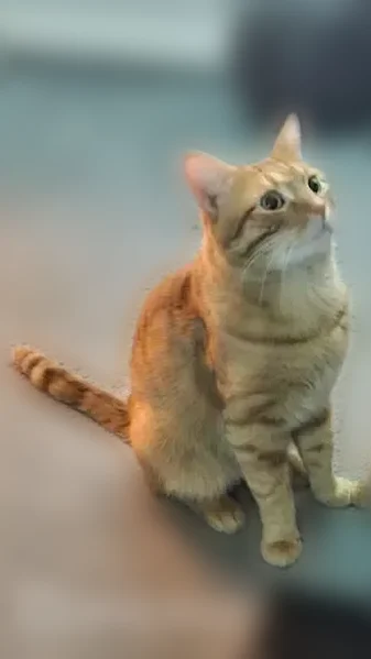 Lost cat, Shorewood Drive, Glendale Heights - male orange tabby - photo