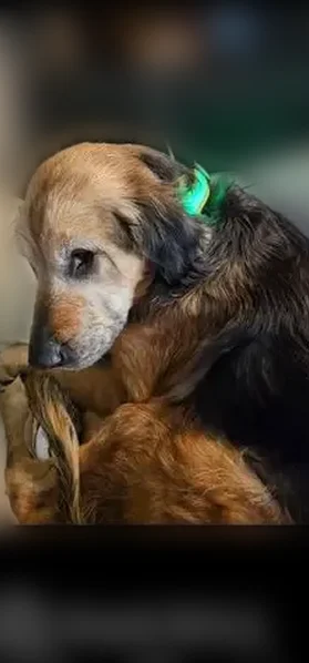 Lost dog, Corlear Street, Wilkes-Barre - 14 years old, black and brown - photo