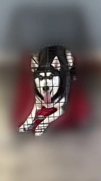 Lost dog, Monticello Street, West Columbia - female Husky with pink necklace - photo