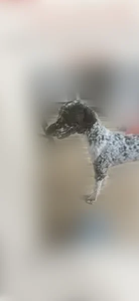 Lost dog, South Prairie Avenue, 6753, Chicago - female with a black face - photo