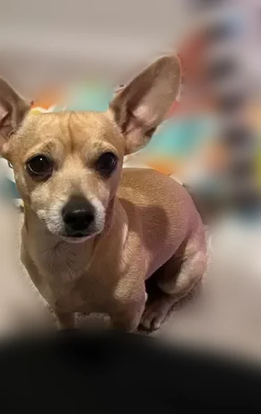 Lost male dog, Broad Wing Drive, San Antonio - male chihuahua - photo