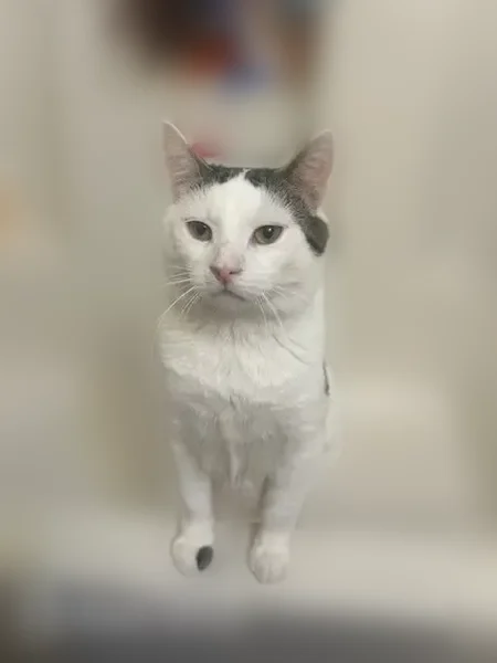 Lost male cat, Tupelo Lane, 657, Longs, Charlotte - mostly white with brown spots - photo