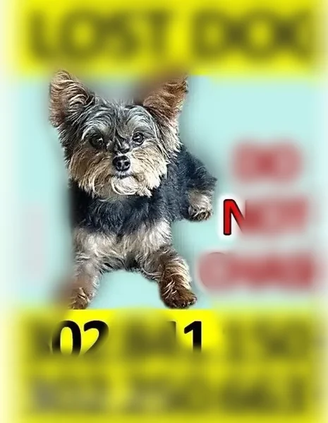 Lost dog, Otts Chapel Road, Newark - female, black with brown on face and legs - photo