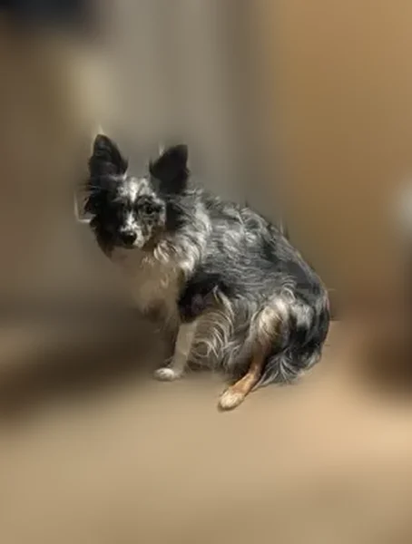 Lost dog, Egypt, Philadelphia - female with black & white fur - photo