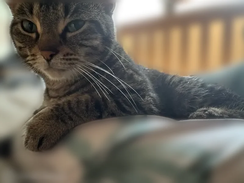 Lost cat, Cedar Court, 109, Schaumburg - female, gray tabby - photo