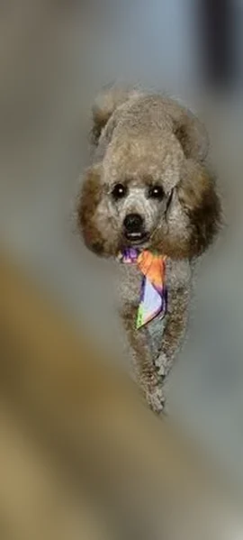Lost dog, Rosemont Avenue, 804, Memphis - brown Toy Poodle - photo