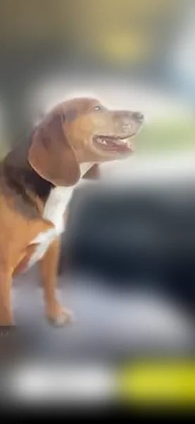 Lost dog, Dubre, Marrowbone - brown and red, female - photo
