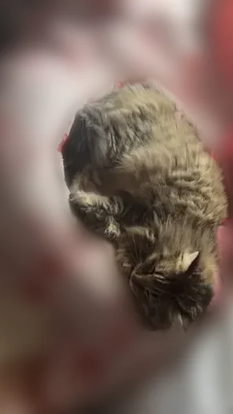 Lost male cat, Chandlerville Road, Beardstown - looks like a raccoon - photo