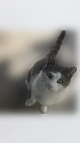 Lost cat, Lanai Avenue, San Jose - male with yellow eyes - photo
