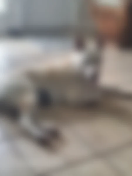 Lost dog, Big Horn Drive, San Antonio - female, white with beige pink on nose - photo