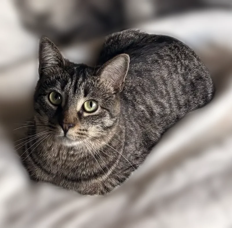 Lost cat, West Prospect Road, Fort Collins - petite and skittish - photo