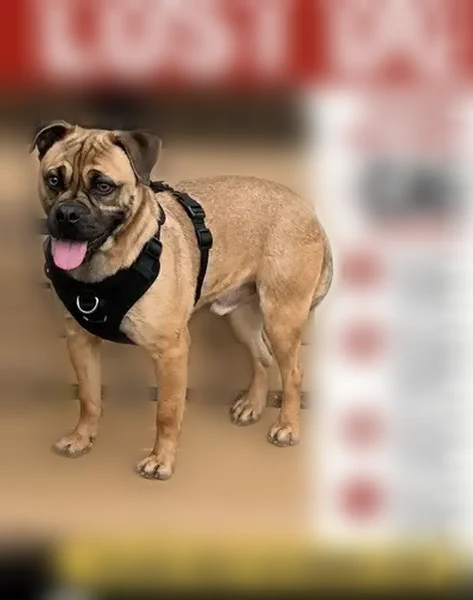Lost dog, Elmgreen Drive, Fort Worth - male boxer/pug mix - photo