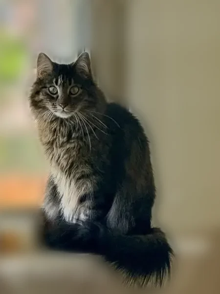 Lost cat, Vaughn Street, 885, Aurora - male, long haired Tabby - photo