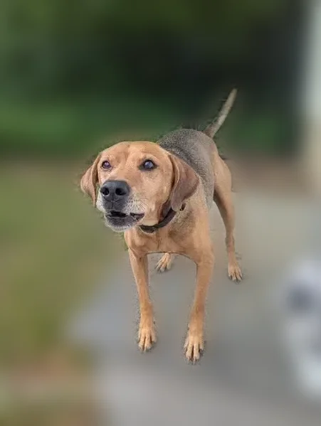 Lost dog, County Road 42, Jemison - red fur with black mixed in - photo