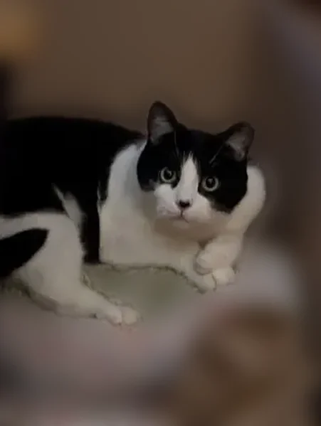Lost cat, Coudersport, Pennsylvania - very scared of people - photo