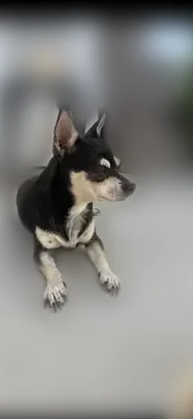 Lost dog, female, West Avalon Drive, Phoenix - photo