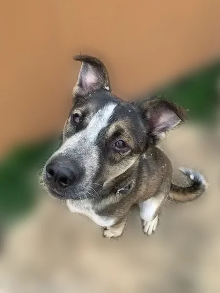 Lost dog, West Road, Flat Rock - black and white coat, male - photo