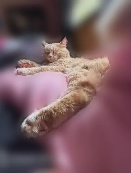 Lost cat, Perry Road, Battle Creek - male, orange ish tan - photo