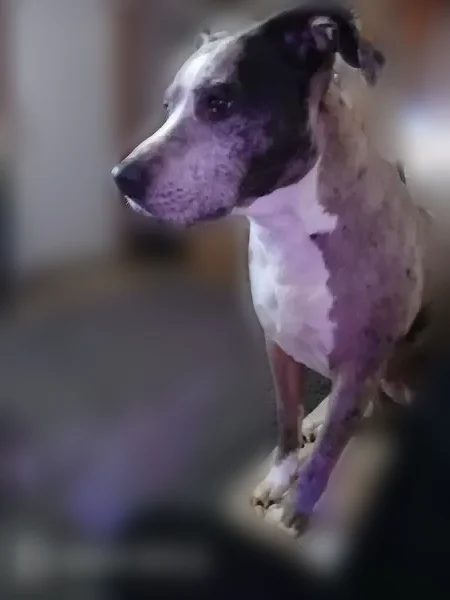 Lost female dog, Garden Prairie Road, New Berlin - grey with black spots - photo